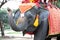 Elephant head shot with chains used for transportation