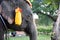 Elephant head shot with chains used for transportation