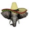 Elephant head. Sombrero mexican hat. Portrait of wild animal.