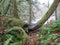 Elephant Head Tree, Olallie State Park, Washington.