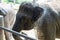 Elephant headshots use their trunks to spray water. Hot weather in summer Elephant farm in Thailand