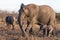 Elephant with her calf