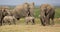 Elephant herd with 2 tiny babies