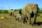 Elephant herd