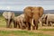 Elephant Herd