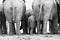 Elephant herd