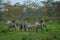 Elephant herd against a backdrop of terai forest during spring season