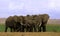 Elephant herd in Amboseli