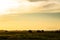 Elephant herd in the Amboseli National Park