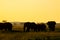 Elephant herd in the Amboseli National Park