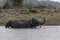 Elephant Herd bathing in kabini backwaters,Kabini,Nagarhole,Karnataka,India