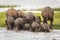 Elephant herd bathing at Minneriya National Park, Sri Lanka