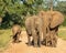 Elephant herd being protective