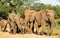 Elephant herd being protective