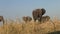 Elephant Herd at Chobe NP, Botswana