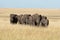 Elephant herd crosses savannah in long grass