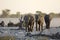 Elephant herd at dusk.