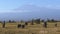 Elephant herd grazing with mt kilimanjaro in the distance at amboseli