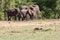 Elephant herd huddling close together at a watering hole surrounded by dense green trees and bushes.