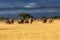 Elephant herd just before the rain