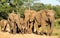 Elephant Herd in Kruger Park