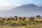 Elephant herd and Mount Kilimanjaro in Amboseli National Park, Kenya