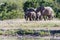Elephant herd passing between a watering hole and dense bushes in the park.
