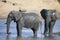 Elephant herd playing in muddy water with lot of fun