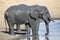 Elephant herd playing in muddy water with lot of fun