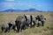 Elephant herd roams the grasslands of the Serengeti.