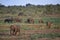 Elephant herd scattered across the plains