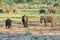 Elephant herd scattered across the plains