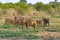 Elephant herd scattered across the plains