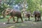 Elephant herd sculptures Hyde Park