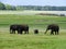 Elephant herd in sri lanka