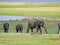 Elephant herd in sri lanka