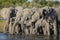Elephant herd standing in line at water`s edge drinking in golden yellow light in Chobe River Botswana