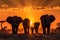 elephant herd at sunset