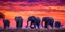 elephant herd at sunset