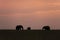 Elephant herd at Sunset at Masai Mara Game Reserve, Kenya