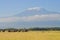 Elephant herd walking in amboseli national park, Mt. kilimanjaro in background