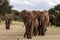 Elephant herd walking in Mashatu