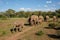 Elephant herd walking in Mashatu Game Reserve in Botswana