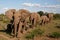 Elephant herd walking in Mashatu Game Reserve in Botswana