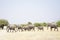 Elephant Herd Walking Past