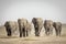 Elephant herd walking towards camera in Savuti in Botswana