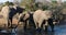 Elephant herd at waterhole