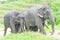 Elephant herd ,young elephants