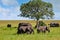 Elephant herds and their calves in the African savannah with an all terrain safari car in the background