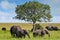 Elephant herds and their calves in the African savannah with an all terrain safari car in the background